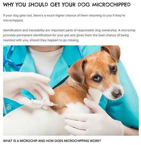 where to get dog microchipped